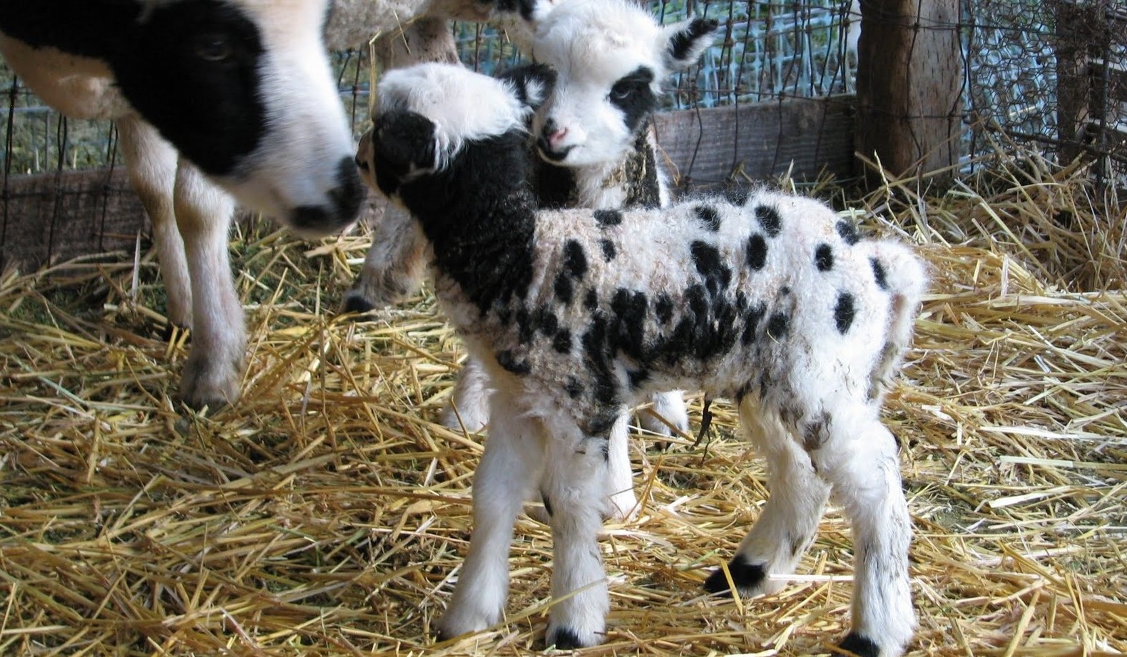 Seeing Spots
