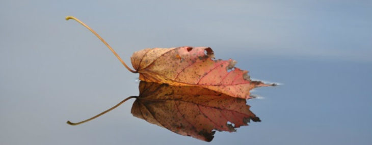 reflect