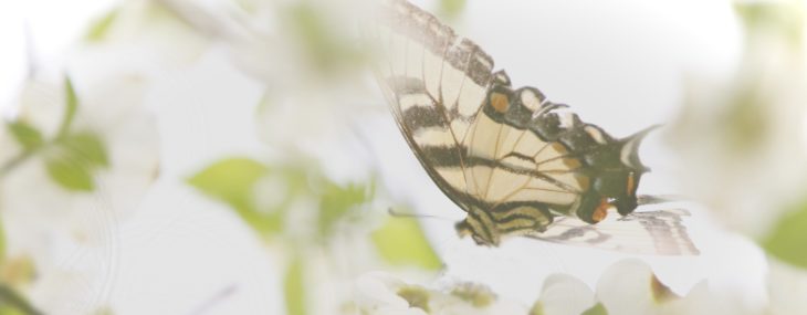 butterfly wendy-aros-routman-hQM80rqyNBQ-unsplash (2)