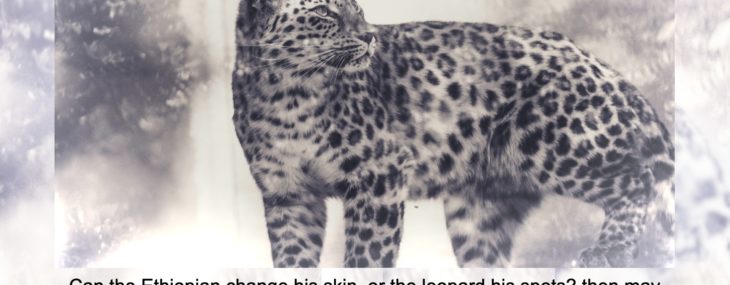 leopard frida-bredesen-C6fzbt0rgSc-unsplash (1)